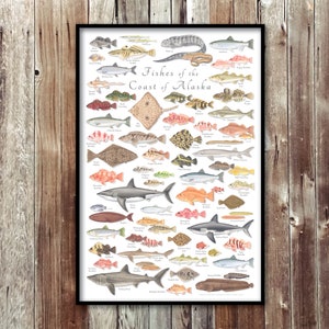 24x36 Fishes of the Coast of Alaska poster; Alaska fish poster; Fishes of Alaska poster; Alaska Coast Fishes