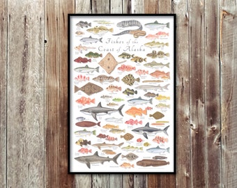 24x36 Fishes of the Coast of Alaska poster; Alaska fish poster; Fishes of Alaska poster; Alaska Coast Fishes