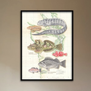 18x24 Salish Sea fishes with vintage NOAA chart background; Puget Sound poster, Salish Sea poster, Wolf-eel, Cabezon, Rockfish, vintage NOAA