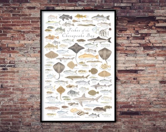24x36 Fishes of Chesapeake Bay poster, Chesapeake fish poster, Virginia fish poster, Maryland fish poster, fish art, Chesapeake Bay