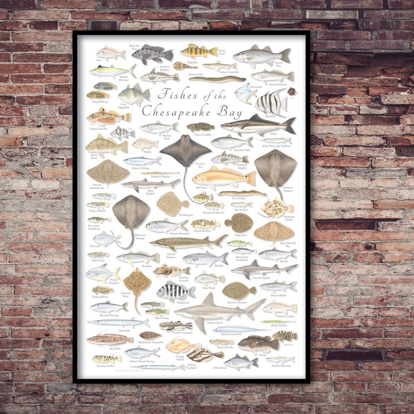 Affiche 24 x 36 poissons de la baie de Chesapeake, affiche de poisson de Chesapeake, affiche de poisson de Virginie, affiche de poisson du Maryland, art de poisson, baie de Chesapeake
