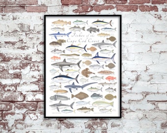 18x24 Fishes of the Cape Cod Coast poster; Cape Cod fish poster; Cape Cod poster; fishes of Cape Cod poster