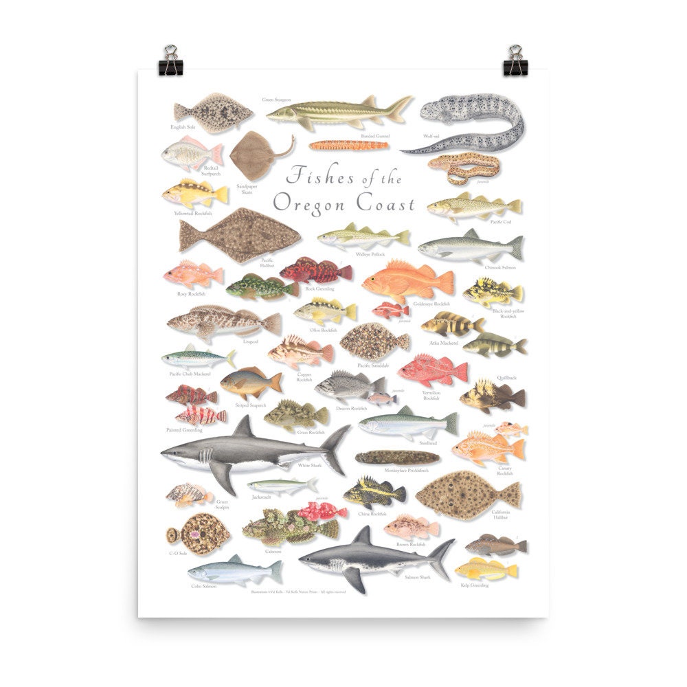18x24 Fishes of the Oregon Coast Poster; Fishes of Oregon Poster ...