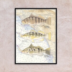 18 x 24 bars tachetés, achigans, achigans rayés avec arrière-plan vintage NOAA Californie du Sud