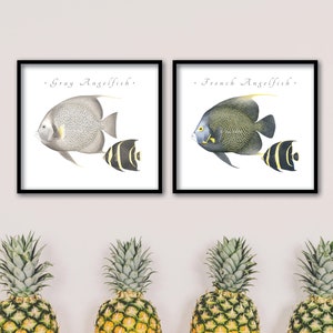 Atlantic & Pacific Angelfish giclee prints; Queen Angel giclee, Cortez Angel giclee, Gray Angel giclee, French Angel, giclee, fish print