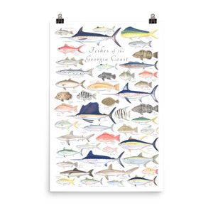24x36 Fishes of the Georgia Coast Poster; Georgia Fish Poster; Fishes ...