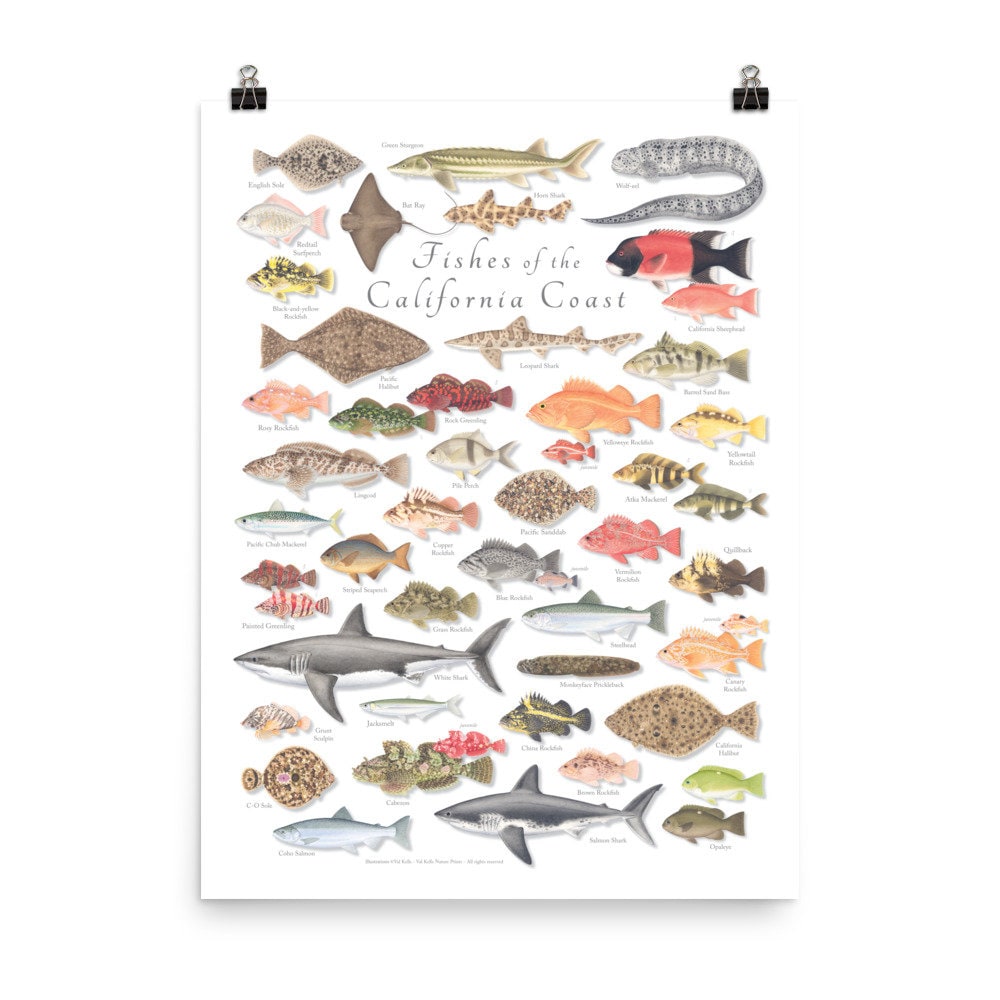 18x24 Fishes of the California Coast Poster California Fishes Poster