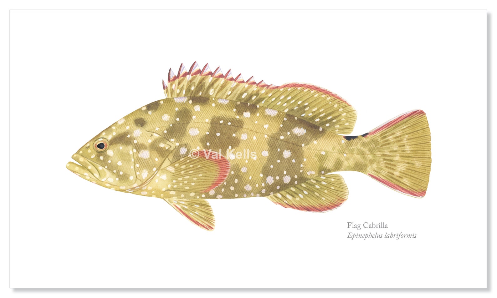 Pacific Sea Bass and Grouper Giclee Prints Broomtail Gulf Etsy