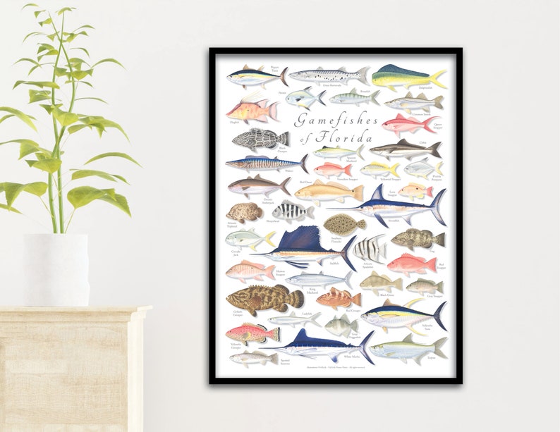 18x24 Gamefishes of Florida poster, Florida fishes, fishes of Florida, Florida fish poster image 1