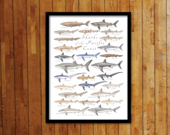 May include: A colorful illustrated chart of sharks of the Pacific Coast. The chart features 25 different species of sharks, each with its common name and scientific name. The chart is framed in black and has a white background.