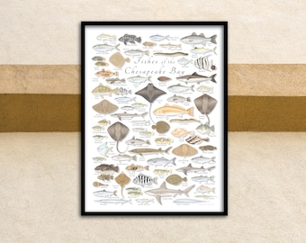 18x24 Fishes of the Chesapeake Bay poster; Chesapeake Bay poster; Virginia fish poster; Maryland fish poster