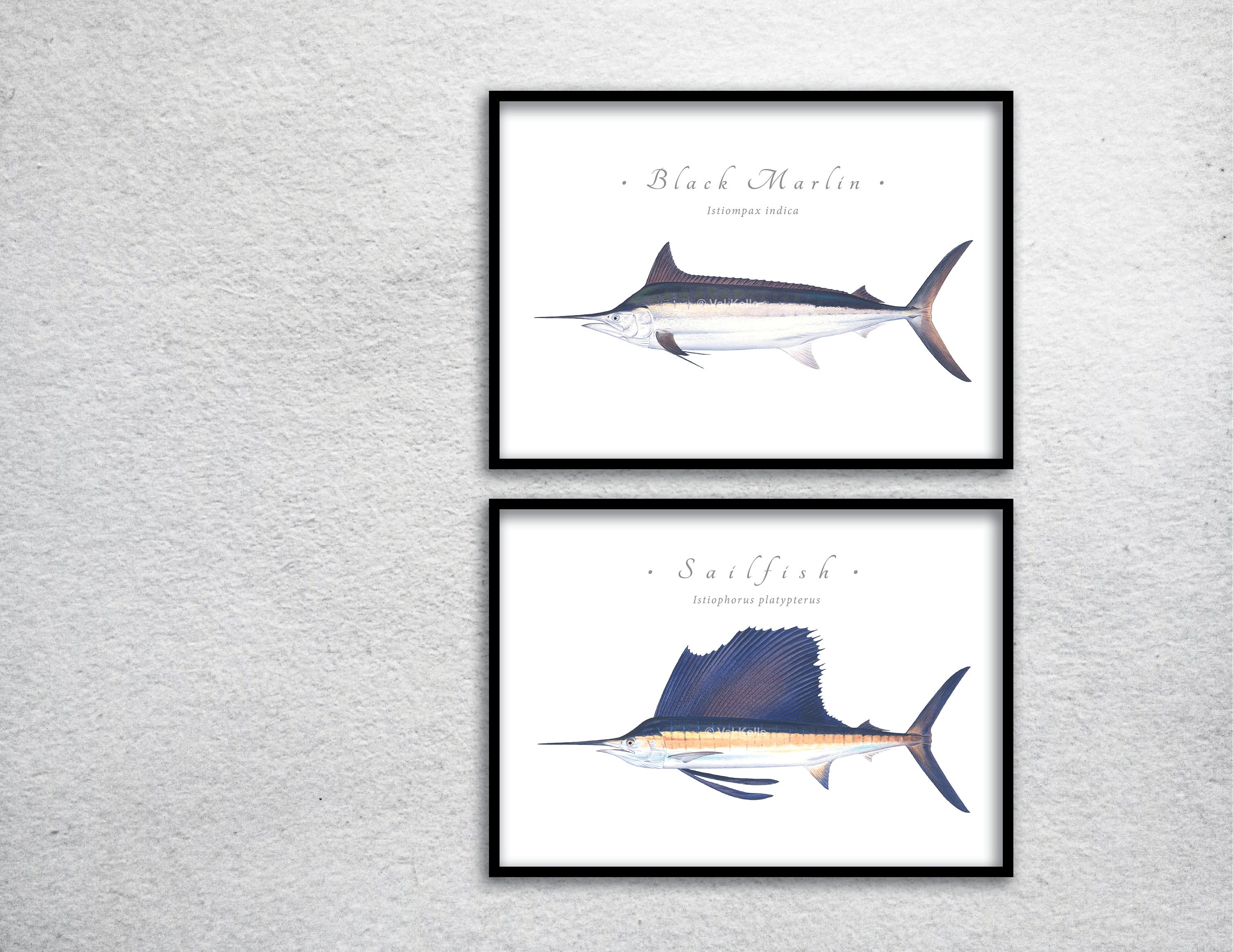 Billfish Giclee Prints; Marlin Giclee, Sailfish, Black
