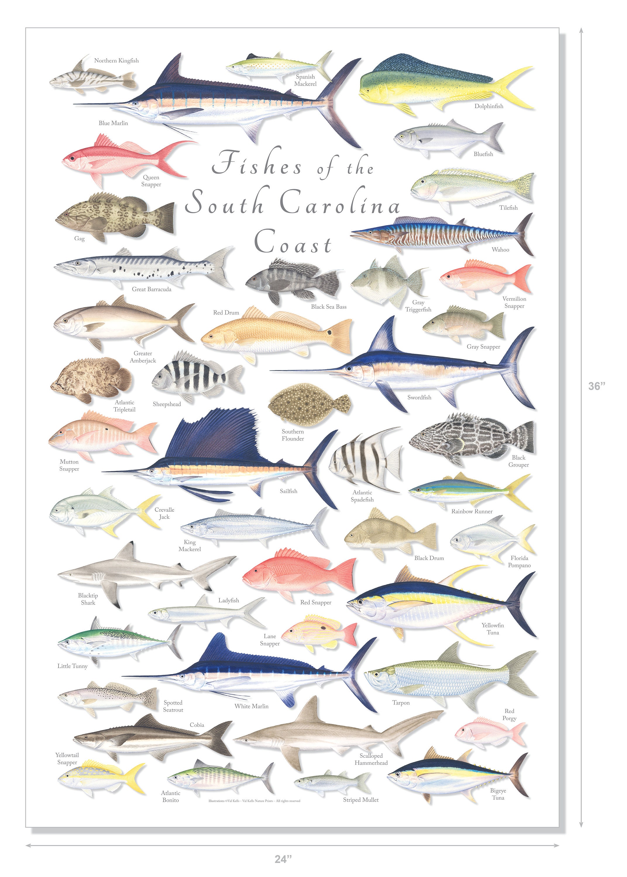 24x36 Fishes of the South Carolina Coast Poster; South Carolina Coast ...