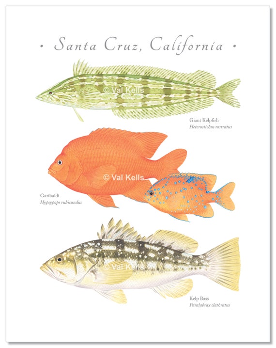 California Coast Kelp Forest Fishes Giclee Prints - Etsy