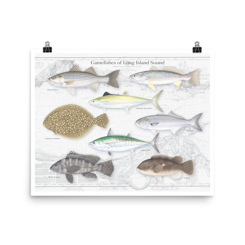 20x16 Gamefishes of Long Island Sound poster; Fishes of Long Island Sound; Long Island Sound Fishes
