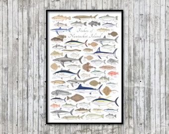 24x36 Fishes of Nantucket Island poster; Fishes of Nantucket poster; Nantucket fish poster