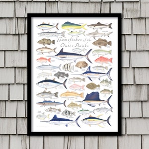 18x24 FRAMED Gamefishes of the Outer Banks poster, framed Outer Banks poster, framed Outer Banks print, framed fish poster,