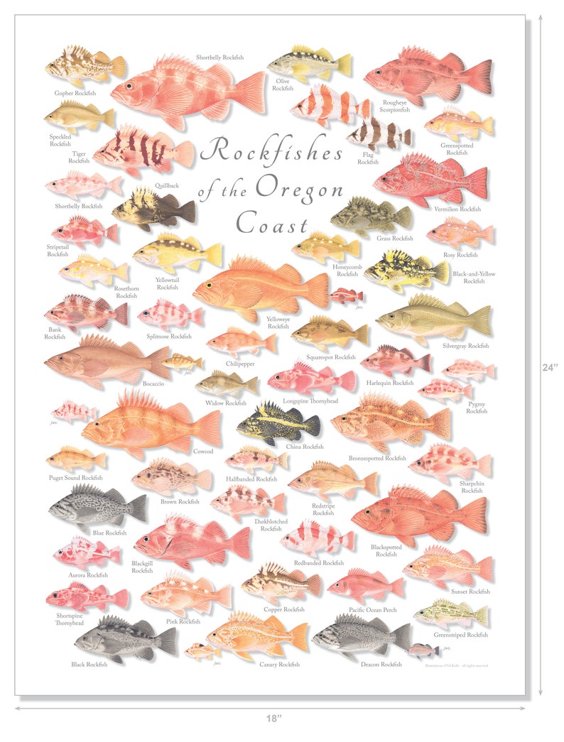 18x24 Rockfishes of the Oregon Coast Poster, Oregon Rockfish Poster
