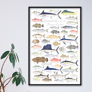 24x36 Gamefishes of the Texas Coast poster, Texas Coast poster, Texas Gamefish poster, Texas fish poster, Texas fish print