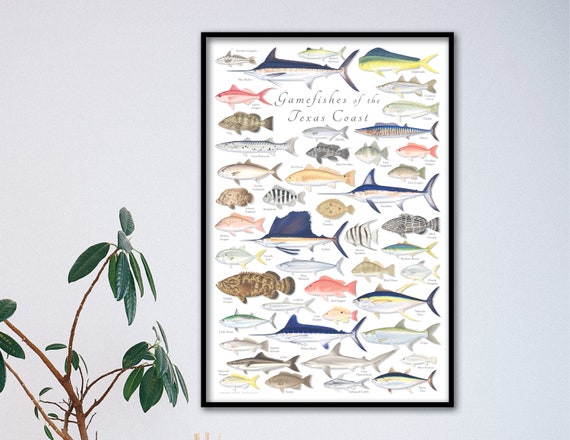 24x36 Gamefishes of the Texas Coast Poster, Texas Coast Poster, Texas  Gamefish Poster, Texas Fish Poster, Texas Fish Print 