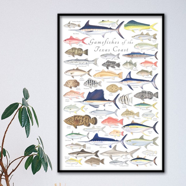 24x36 Gamefishes of the Texas Coast poster, Texas Coast poster, Texas Gamefish poster, Texas fish poster, Texas fish print