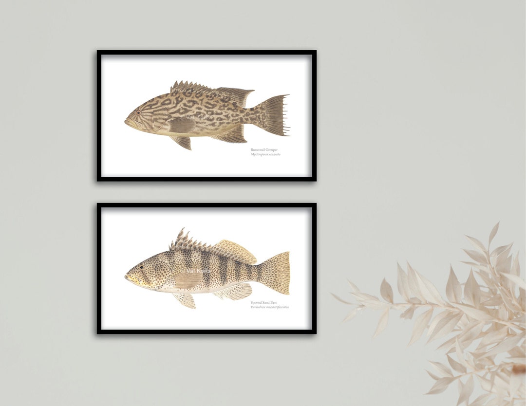 Pacific Sea Bass and Grouper Giclee Prints Broomtail, Gulf Grouper