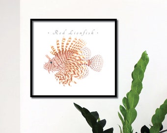 Red Lionfish giclee print, Lionfish giclee, Volitans Lionfish giclee, Firefish giclee, Red Firefish giclee, Pterois volitans, fish print