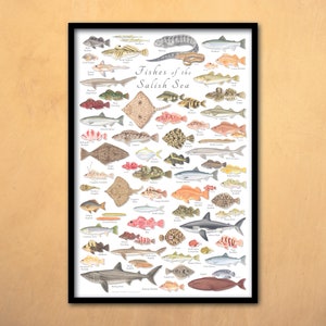 24x36 Fische des Salish Sea Posters