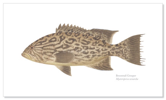 Pacific Sea Bass and Grouper Giclee Prints Broomtail, Gulf Grouper, Flag  Cabrilla, Spotted Cabrilla, Kelp & Leather Bass, Coney, Fish Print -   Israel