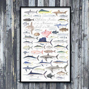 24x36 Küstenfische des Atlantiks & Golf von Mexiko Poster, Golf von Mexiko Poster, Küstenfische Poster, Küstenfische Atlantik Poster, Fischposter