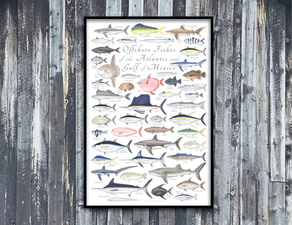 24x36 Offshore Fishes of the Atlantic & Gulf of Mexico Poster, Offshore Fish  Poster, Offshore Atlantic Poster, Gulf of Mexico Poster 