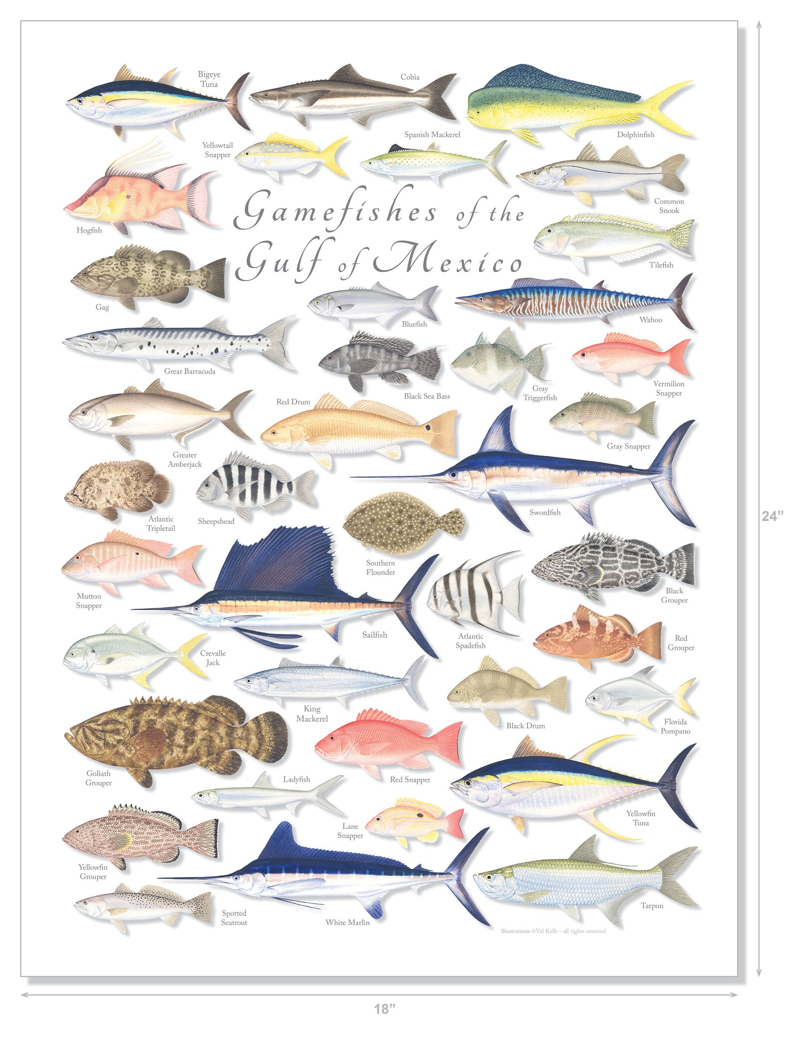 18x24 Gamefishes of the Gulf of Mexico Poster; Gulf of Mexico Fish Poster; Gulf Sport Fish ...