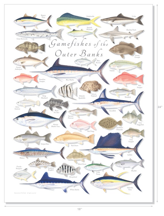 18x24 Gamefishes of the Outer Banks Poster Outer Banks Fish Poster, Outer  Banks Poster, North Carolina Poster, OBX Fish Poster -  Ireland