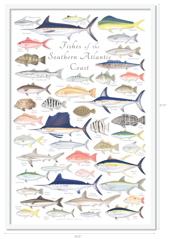 Atlantic Ocean Fish Identification