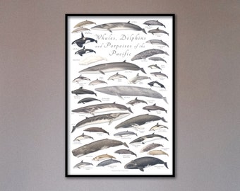 24x36 Whales Dolphins and Porpoises of the Pacific poster; Pacific whale poster; Pacific dolphin poster; Pacific porpoise poster