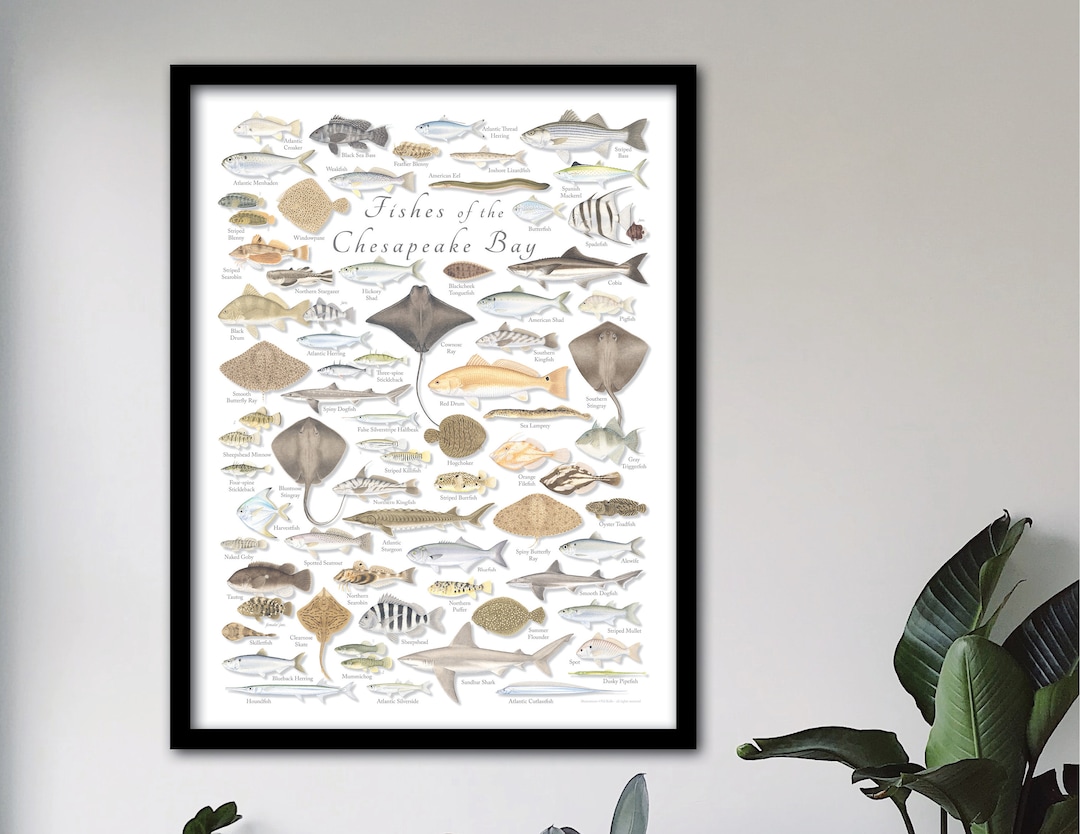 FRAMED 18x24 Fishes of the Chesapeake Bay Poster, Framed Chesapeake Bay ...