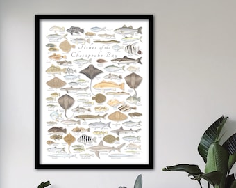 FRAMED 18x24 Fishes of the Chesapeake Bay poster, Framed Chesapeake Bay poster, Framed fish poster, Framed fish art, Framed fish print