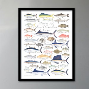 FRAMED 18x24 Fishes of the South Carolina Coast poster; framed South Carolina saltwater fish poster; South Carolina fish poster