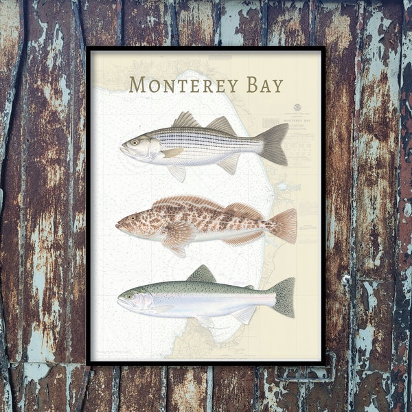 18x24 Monterey Bay NOAA-kaartposter; Monterey Bay-poster; Gestreepte baars, Lingcod, Steelhead