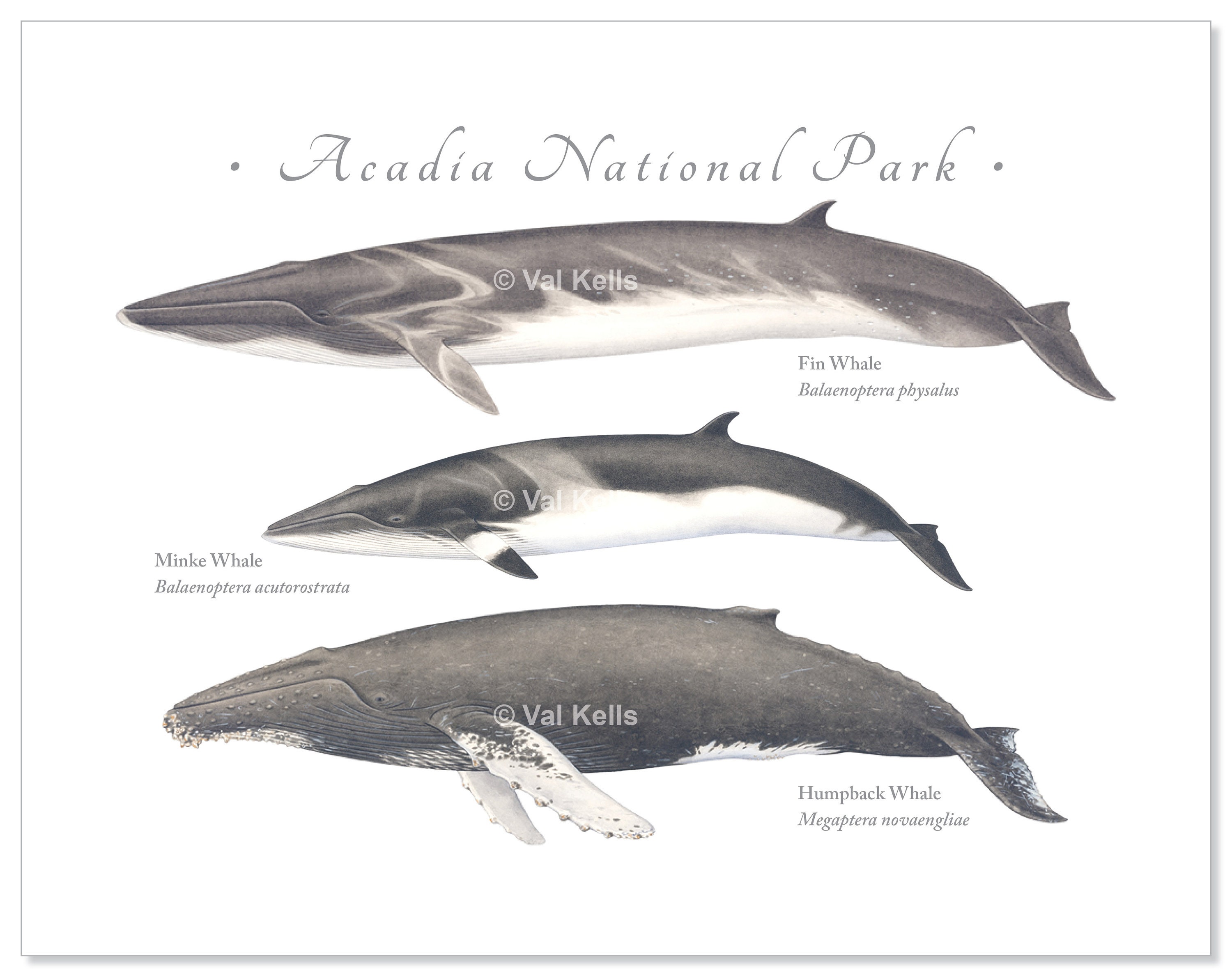 New England Coast Fin Whale Minke Whale Humpback Whale - Etsy