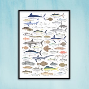 18x24 Fishes of Martha&#39;s Vineyard poster; Martha&#39;s Vineyard poster; Martha&#39;s Vineyard fishes; Martha&#39;s Vineyard