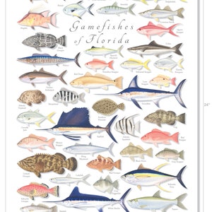 18x24 Gamefishes of Florida poster, Florida fishes, fishes of Florida, Florida fish poster image 3