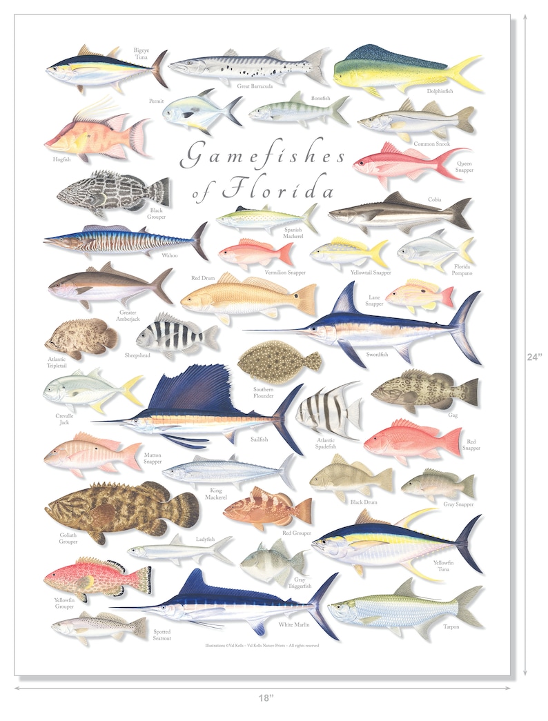 18x24 Gamefishes of Florida poster, Florida fishes, fishes of Florida, Florida fish poster image 3