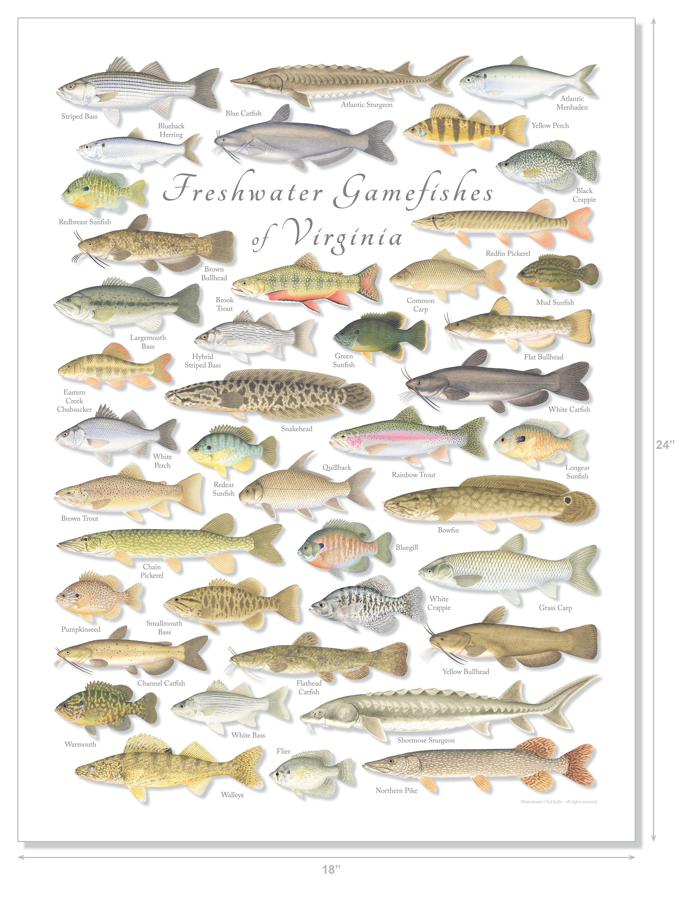 18x24 Freshwater Gamefishes of Virginia Poster, Virginia Fishes Poster