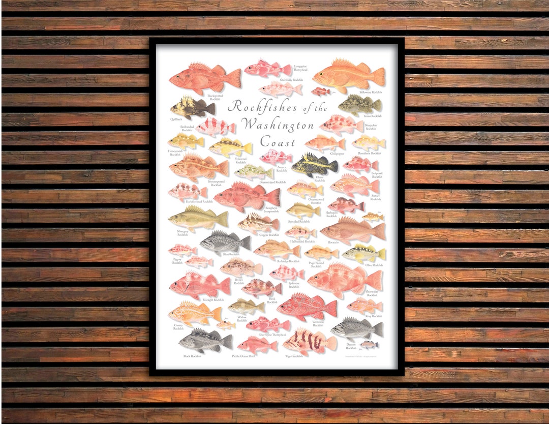 18x24 Rockfishes of the Washington Coast Poster, Washington Rockfishes ...