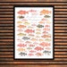 Gold Fish Shark - Funny Poster, 24x36 Inches, 1559 Design