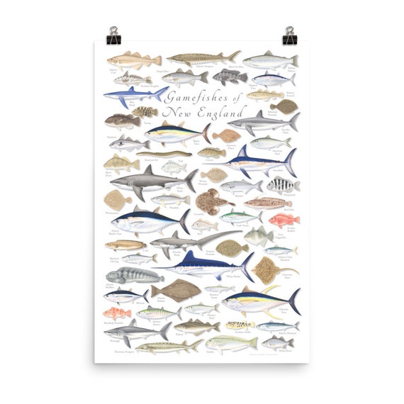 24x36 Gamefishes of New England Poster; New England Gamefish 24x36 Gamefishes of New England Poster; New England Gamefish