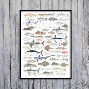 Maine Fish Poster 