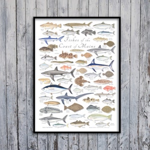 18x24 Fishes of the Coast of Maine poster, Fishes of Maine poster, Maine poster