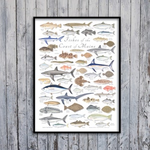 Maine Fish Poster 